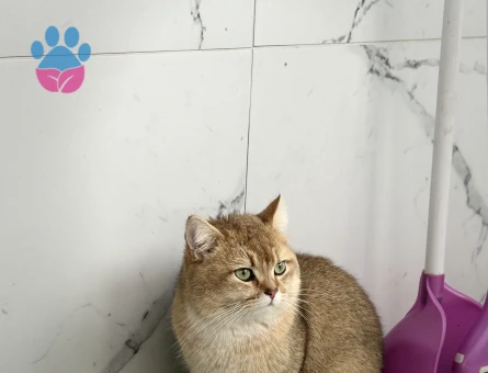 15 YAŞINDA ERKEK BRİTİSH SHORTHAİR - 10756 - Görsel 4