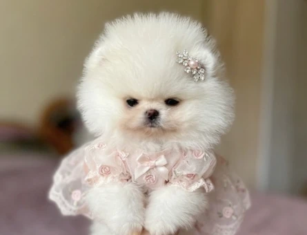 SAĞLIK VE IRK GARANTİLİ - 10758