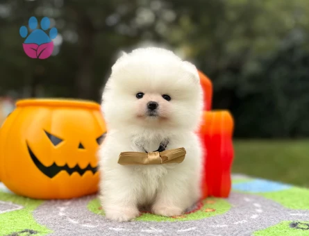 Boo Pomeranian Teddy Bear Yavrularımız - 10762 - Görsel 3