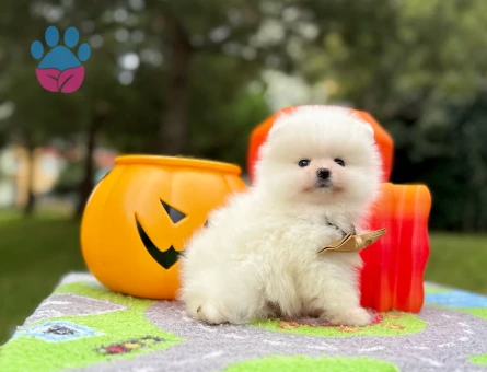 Boo Pomeranian Teddy Bear Yavrularımız - 10762