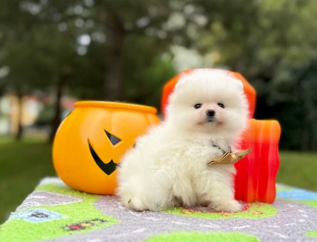 Boo Pomeranian Teddy Bear Yavrularımız - 10762