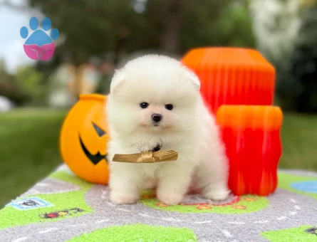 Boo Pomeranian Teddy Bear Yavrularımız - 10762 - Görsel 4