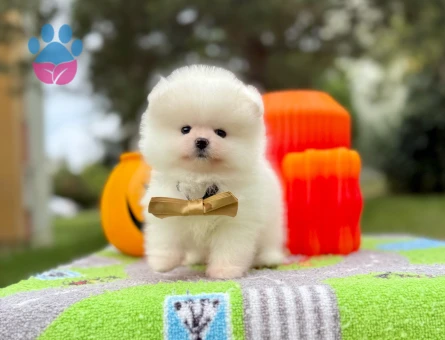 Boo Pomeranian Teddy Bear Yavrularımız - 10762 - Görsel 5