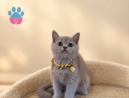 British Shorthair Dişi 2 Aylık Lilac Yavrumuz - 10764 - Görsel 2