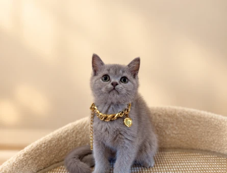 British Shorthair Dişi 2 Aylık Lilac Yavrumuz - 10764