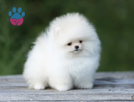 Teddy Bear Pomeranian Boo Yavrularımız - 10763 - Görsel 2