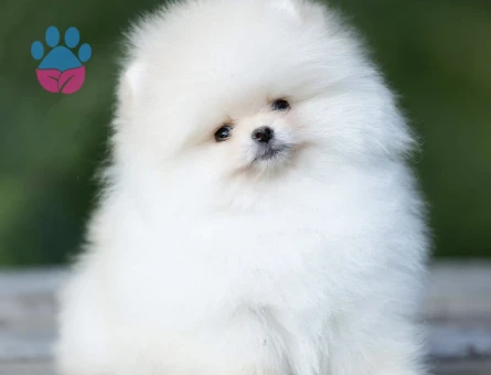 Teddy Bear Pomeranian Boo Yavrularımız - 10763 - Görsel 3