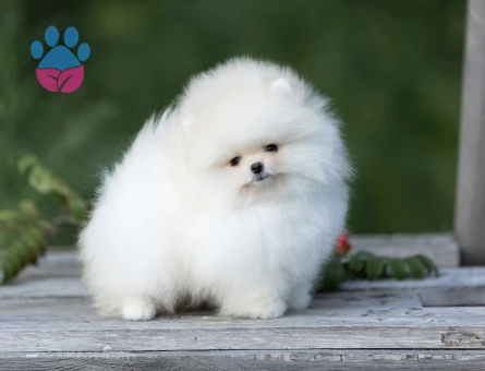 Teddy Bear Pomeranian Boo Yavrularımız - 10763 - Görsel 4