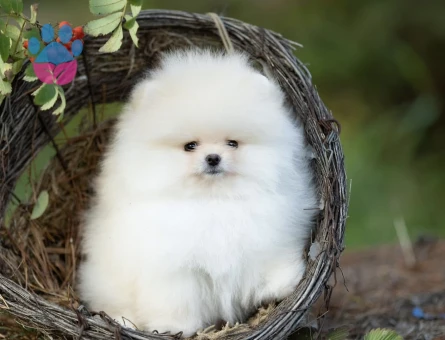 Teddy Bear Pomeranian Boo Yavrularımız - 10763 - Görsel 5