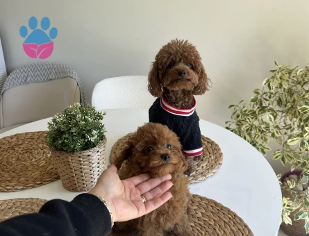 Kore Toy poodle yavrular - 10766 - Görsel 2
