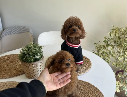 Kore Toy poodle yavrular - 10766