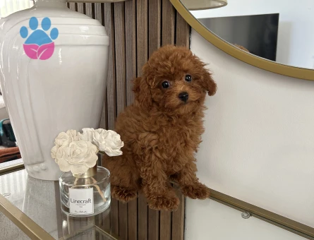 Kore Toy poodle yavrular - 10766 - Görsel 3