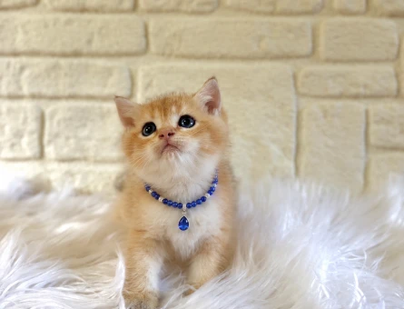 Golden British Shorthair Erkek Yavrumuz - 10765