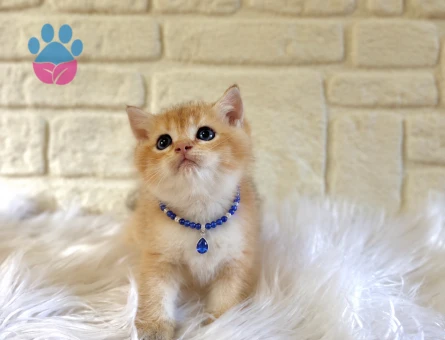Golden British Shorthair Erkek Yavrumuz - 10765 - Görsel 3