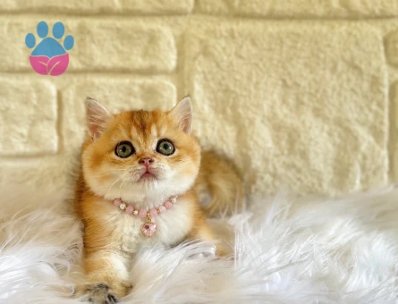 Sevimli Golden British Shorthair Dişi Yavrumuz - 10767