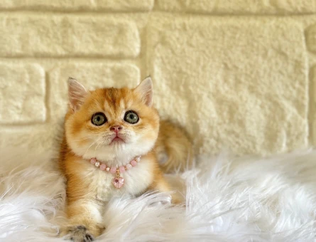 Sevimli Golden British Shorthair Dişi Yavrumuz - 10767