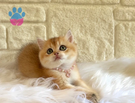 Sevimli Golden British Shorthair Dişi Yavrumuz - 10767 - Görsel 3