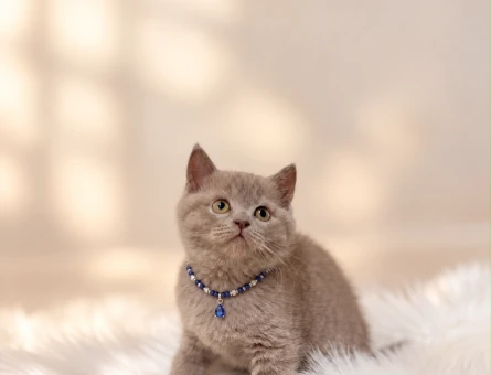 British Shorthair Lilac Erkek Yavrumuz - 10768