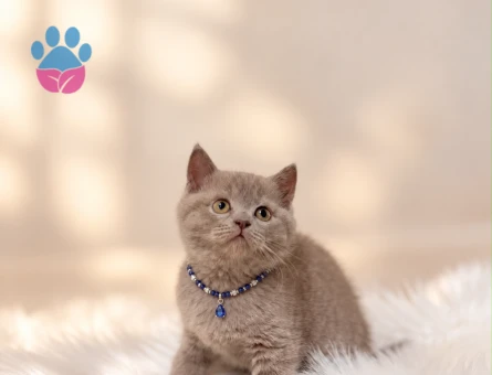 British Shorthair Lilac Erkek Yavrumuz - 10768 - Görsel 3