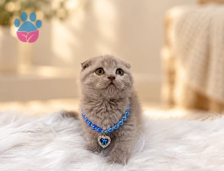 Scottish Fold Lilac Erkek Yavrumuz - 10769