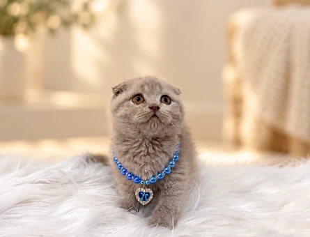 Scottish Fold Lilac Erkek Yavrumuz - 10769