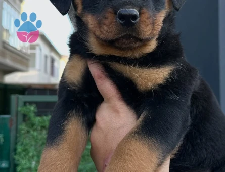 Saf kan Rottweiler - 10770 - Görsel 2