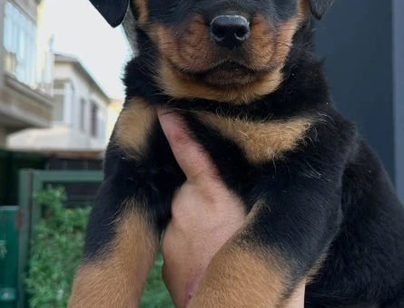 Saf kan Rottweiler - 10770