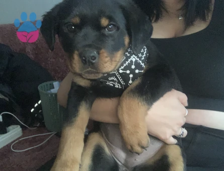 Saf kan Rottweiler - 10770 - Görsel 3