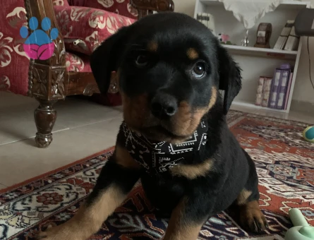 Saf kan Rottweiler - 10770 - Görsel 5