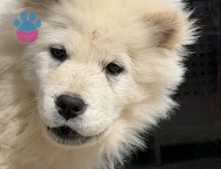 3 aylık aşıları tam chow chow Çin aslanı beyaz - 10771 - Görsel 2