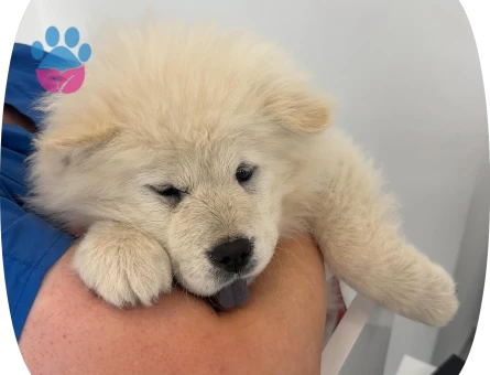 3 aylık aşıları tam chow chow Çin aslanı beyaz - 10771 - Görsel 3
