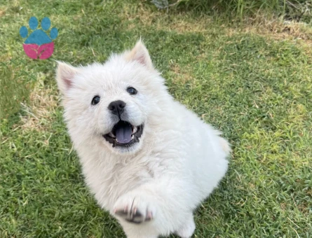 3 aylık aşıları tam chow chow Çin aslanı beyaz - 10771 - Görsel 4