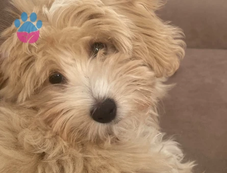5 AYLIK ÇOK AKILLI MALTİPOO - 10772