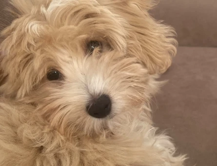 5 AYLIK ÇOK AKILLI MALTİPOO - 10772