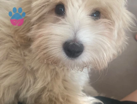 5 AYLIK ÇOK AKILLI MALTİPOO - 10772 - Görsel 3