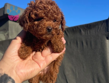 RED BRAWN TOY POODLE - 10773