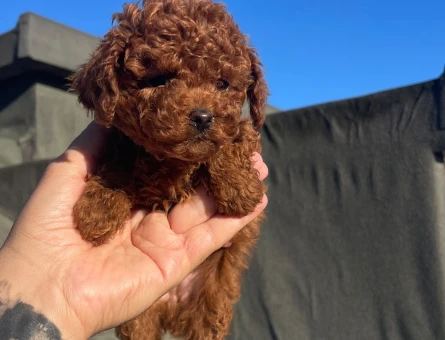 RED BRAWN TOY POODLE - 10773