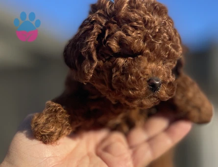 RED BRAWN TOY POODLE - 10773 - Görsel 3