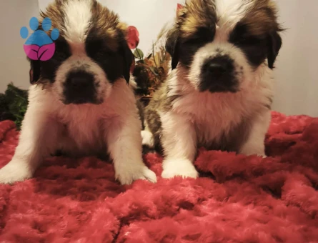 ST Bernard Yavruları - 10774 - Görsel 5