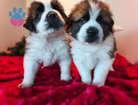 ST Bernard Yavruları - 10774 - Görsel 3