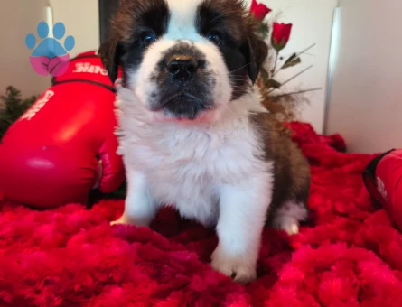 ST Bernard Yavruları - 10774 - Görsel 4