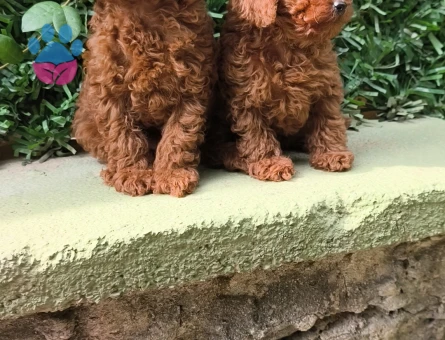 Toy poodle yavruları - 10775 - Görsel 2