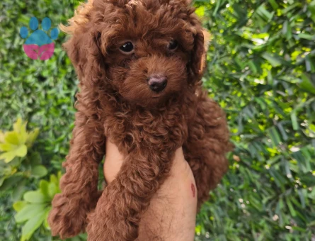 Toy poodle yavruları - 10775 - Görsel 4