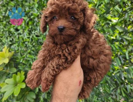 Toy poodle yavruları - 10775 - Görsel 3