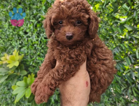 Toy poodle yavruları - 10775 - Görsel 5