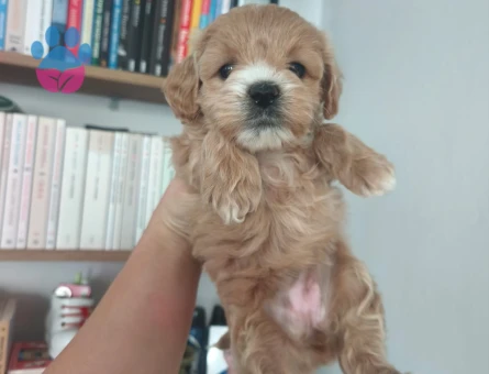 Maltipoo yavruları - 10776 - Görsel 4