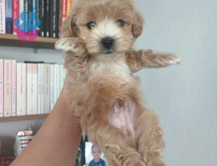 Maltipoo yavruları - 10776