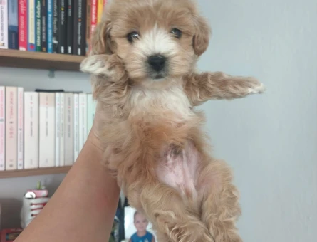 Maltipoo yavruları - 10776