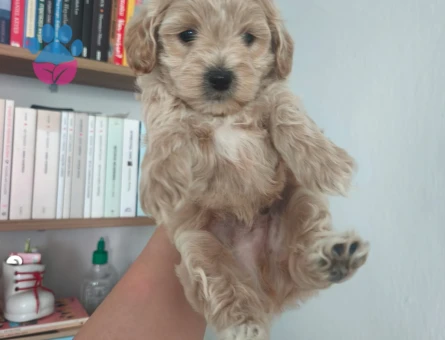 Maltipoo yavruları - 10776 - Görsel 3