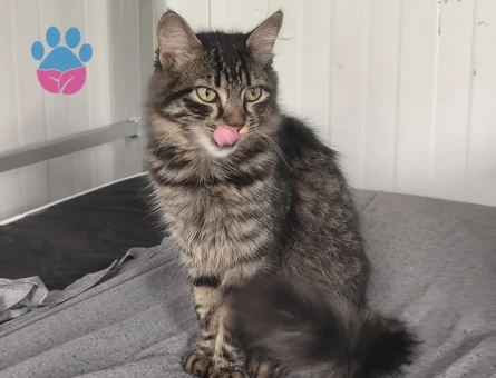 4 Aylık Cins kedi yeni sahibini arıyor - 10777 - Görsel 2